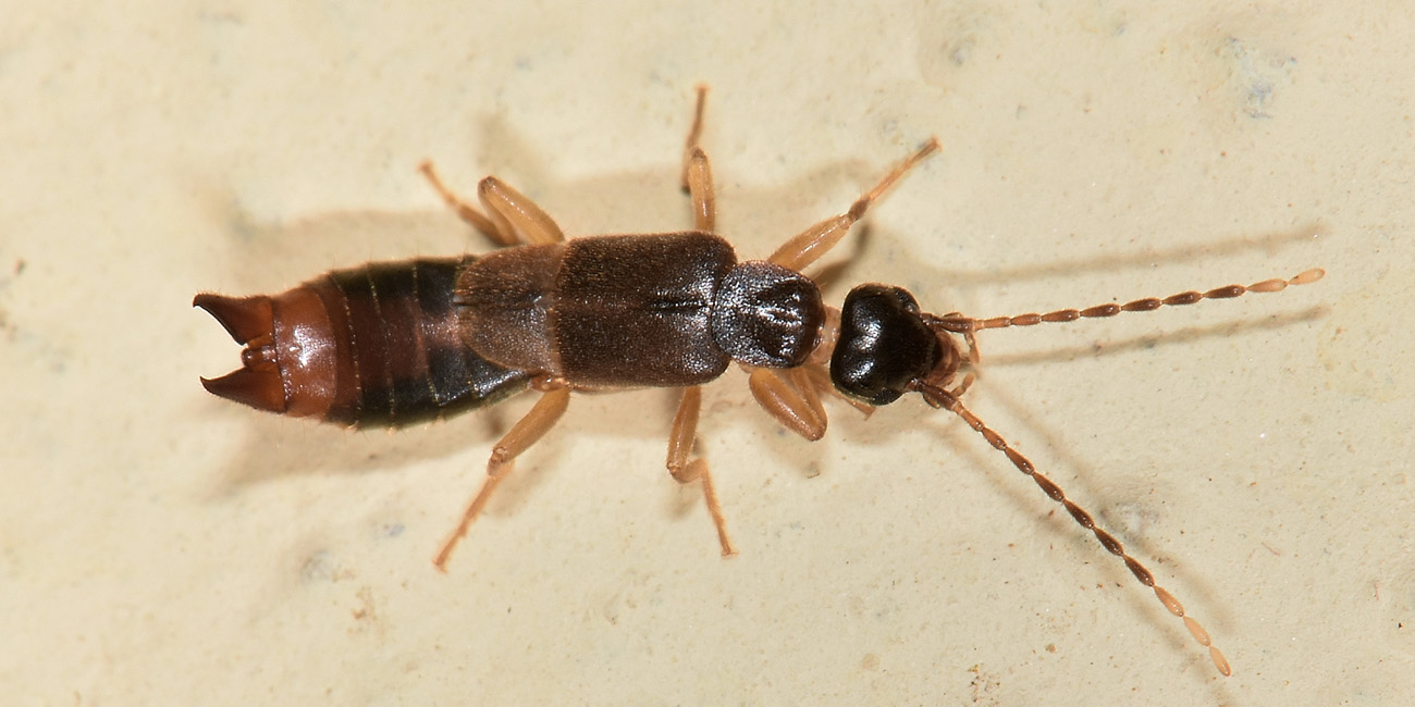Spongiphoridae?  Sì, Labia minor
